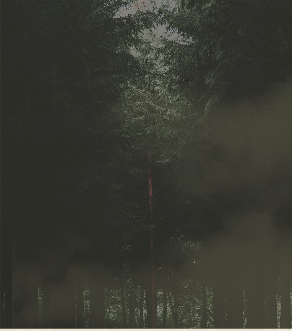 Dark evergreen forest in mist